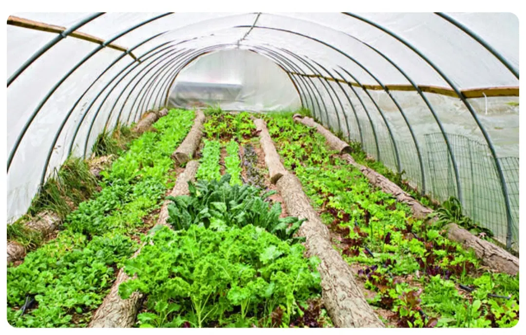 فروش زمین گلخانه ای