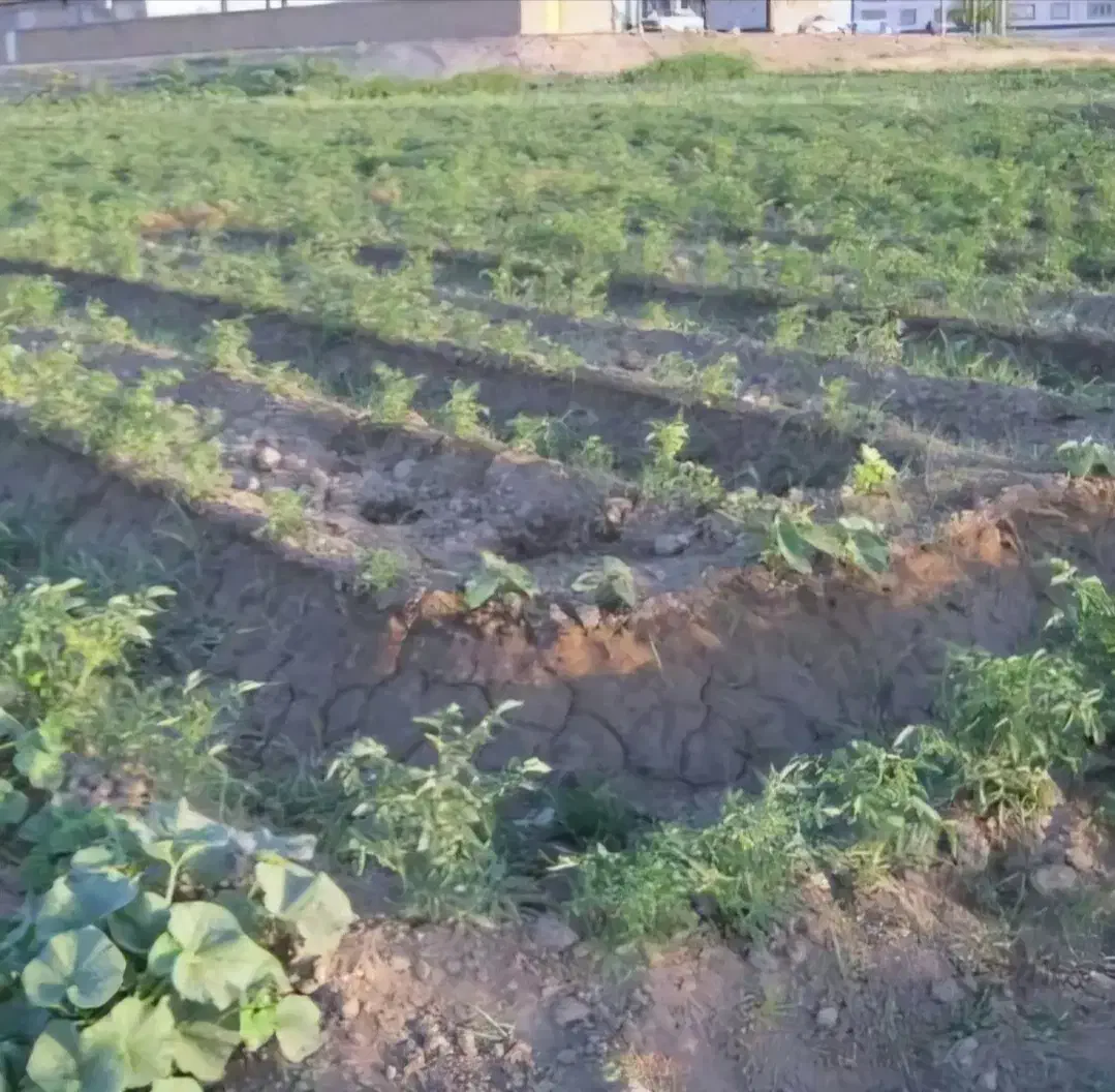 کرایه زمین جهت زراعت