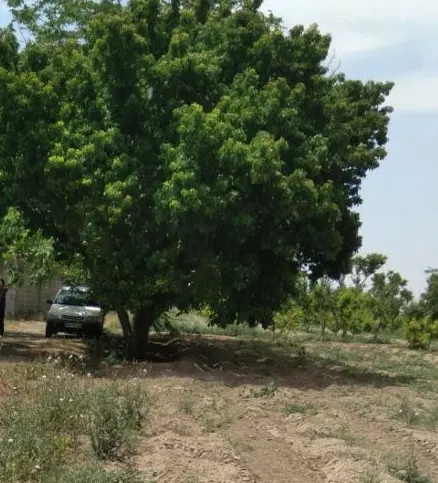 یک قطعه زمین باغی هزار متری