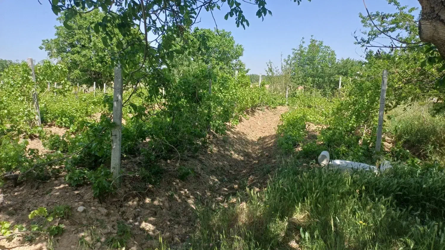 باغ انگوری ازناو