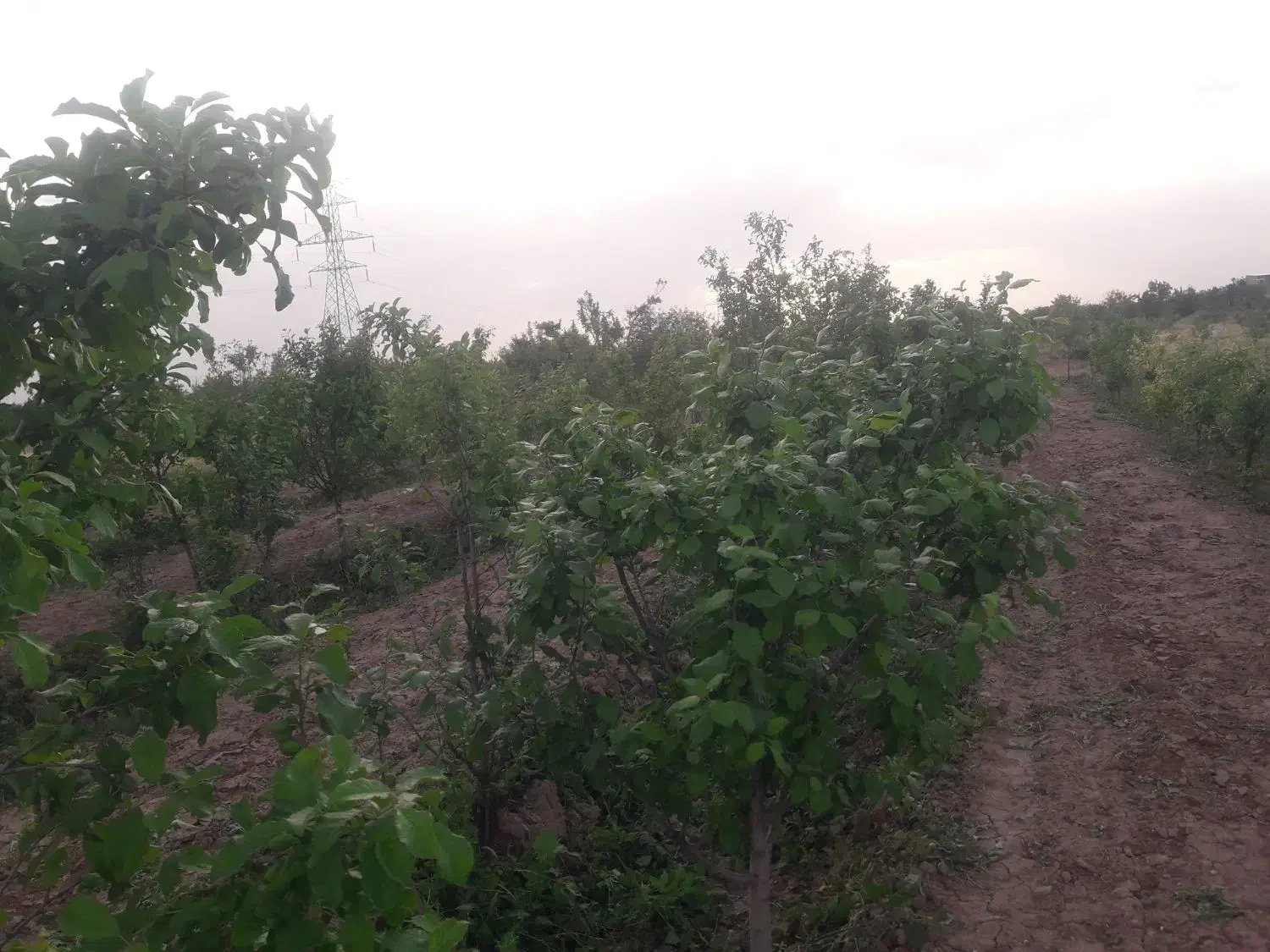 باغ میوه ۵ساله