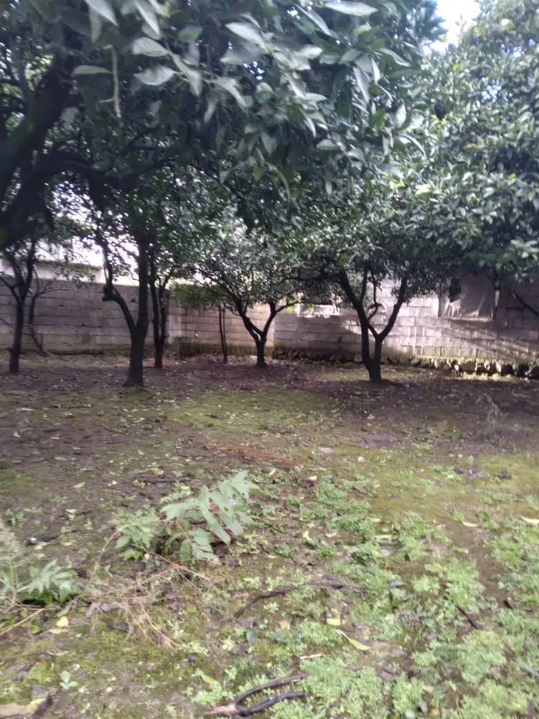 دویست متری علی آباد میر