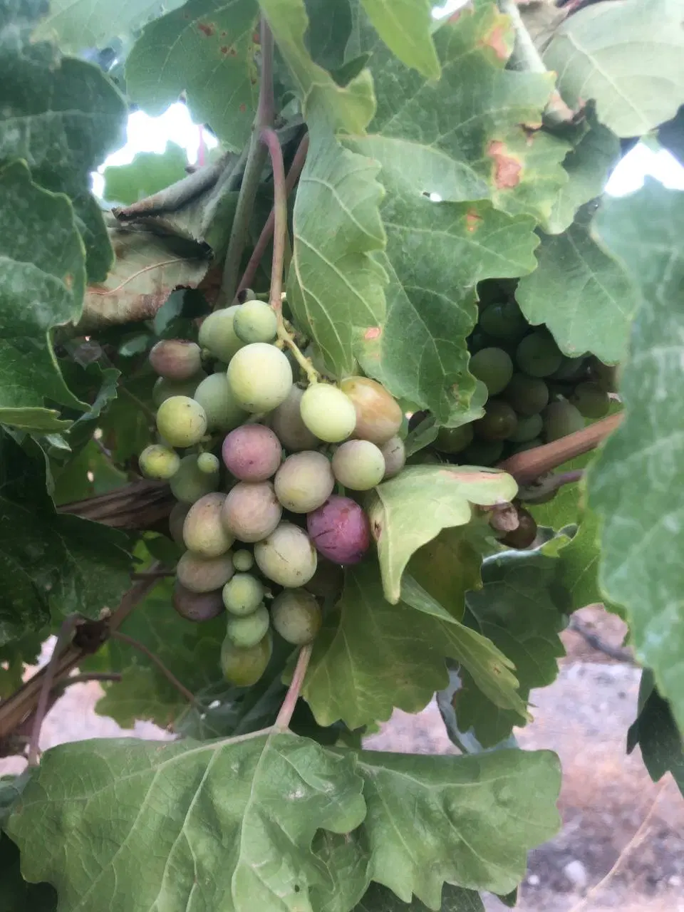 باغ سلیمانیه