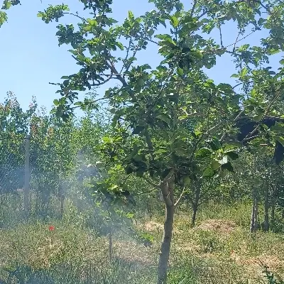 باغ حیدره و شهرک الوند