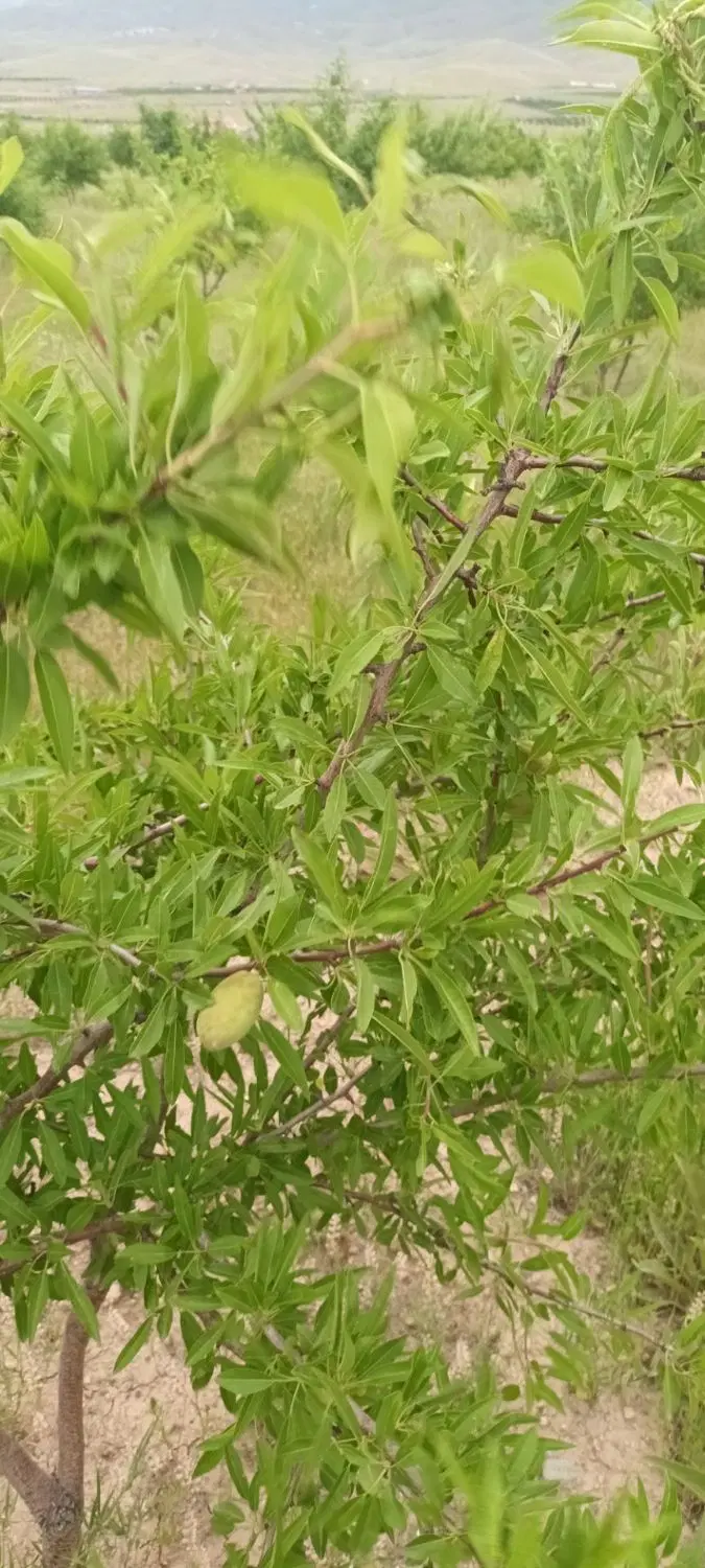 باغ بادام