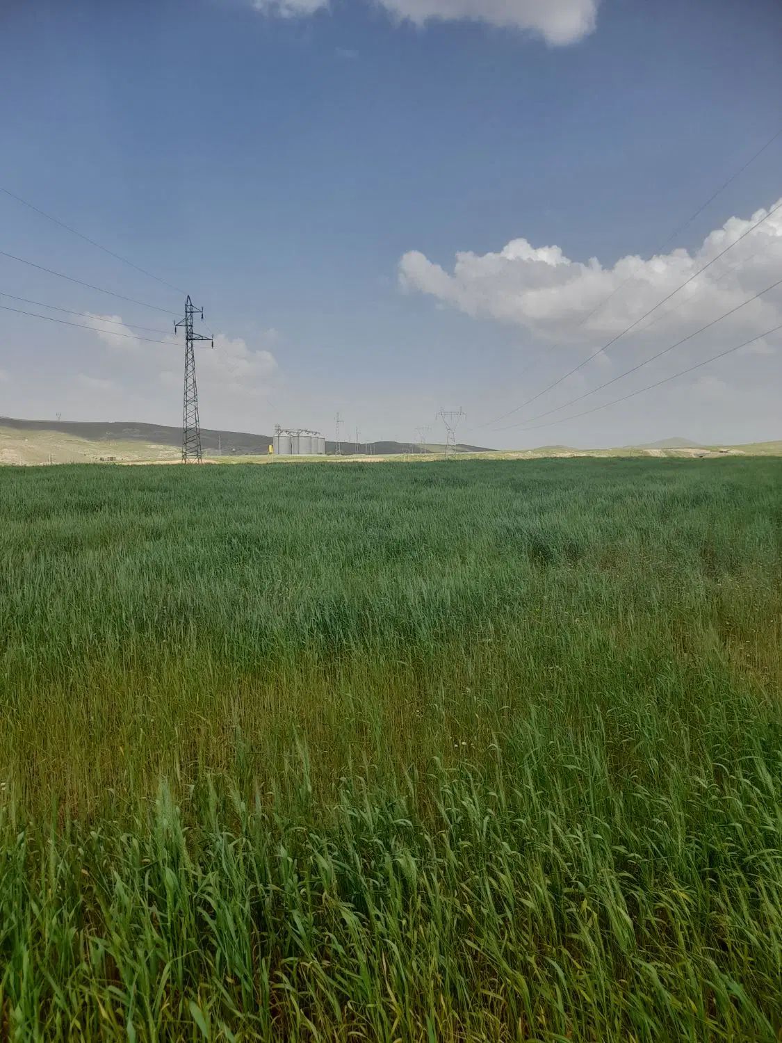 زمین کشاورزی ماهیدشت