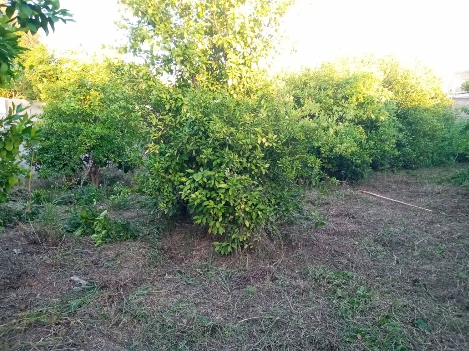 باغچه  کوچه باغ فروغ