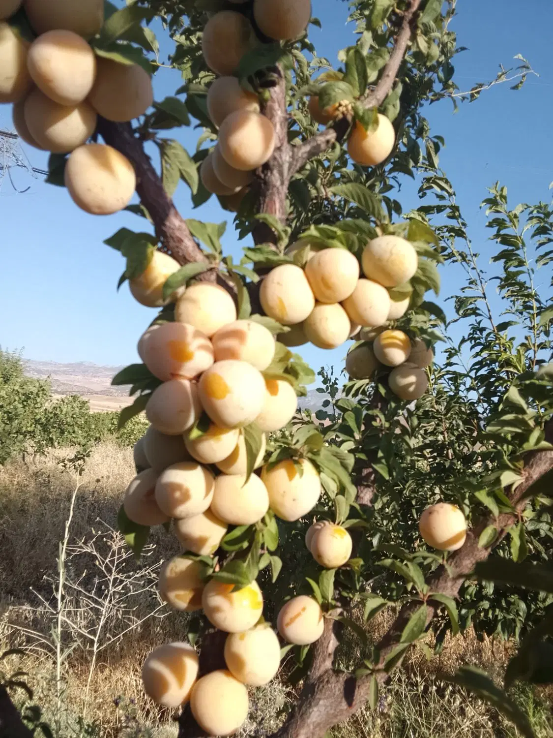 فروش باغ و مجوزمرغداری با مجوزحفاری چاه وامتیازبرق