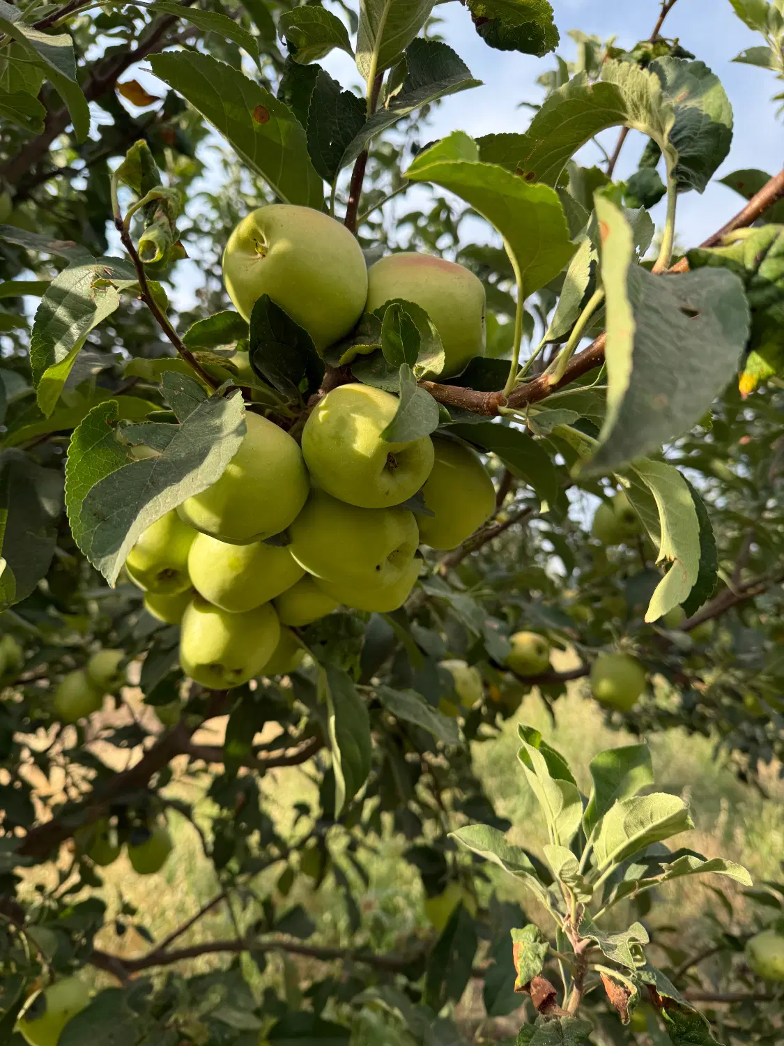 باغ میوه در استان مرکزی شهر شازند