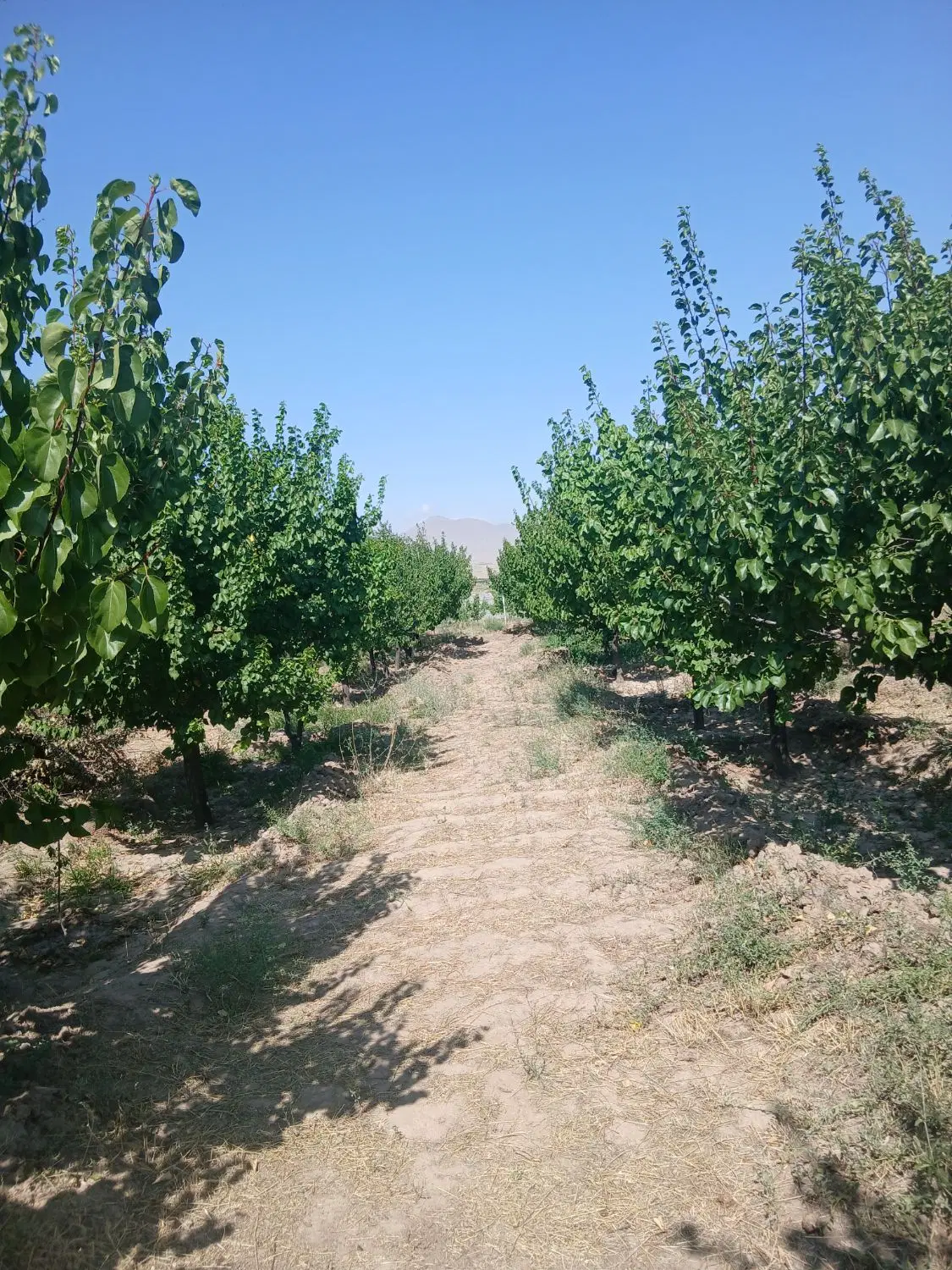 باغ در اراضی اسداغی