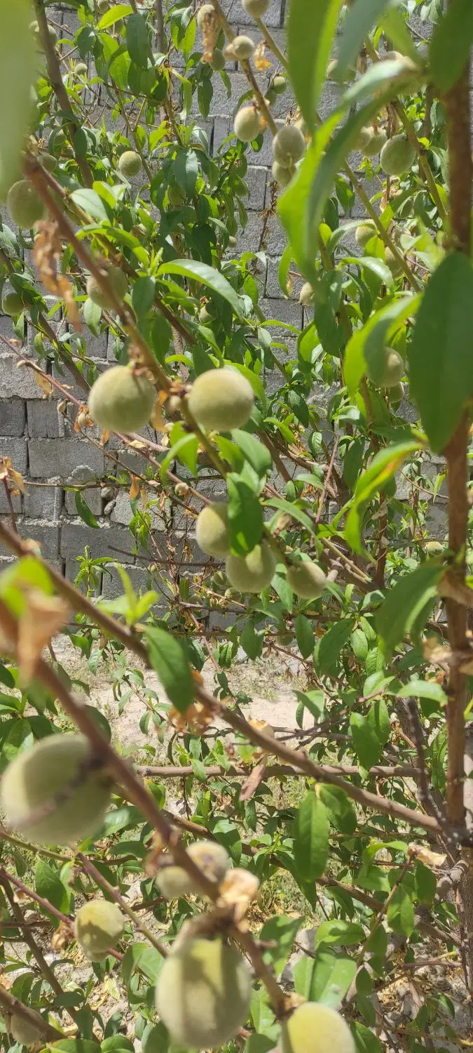 زمین ویلایی معاوضه با یوآز پاتریوت