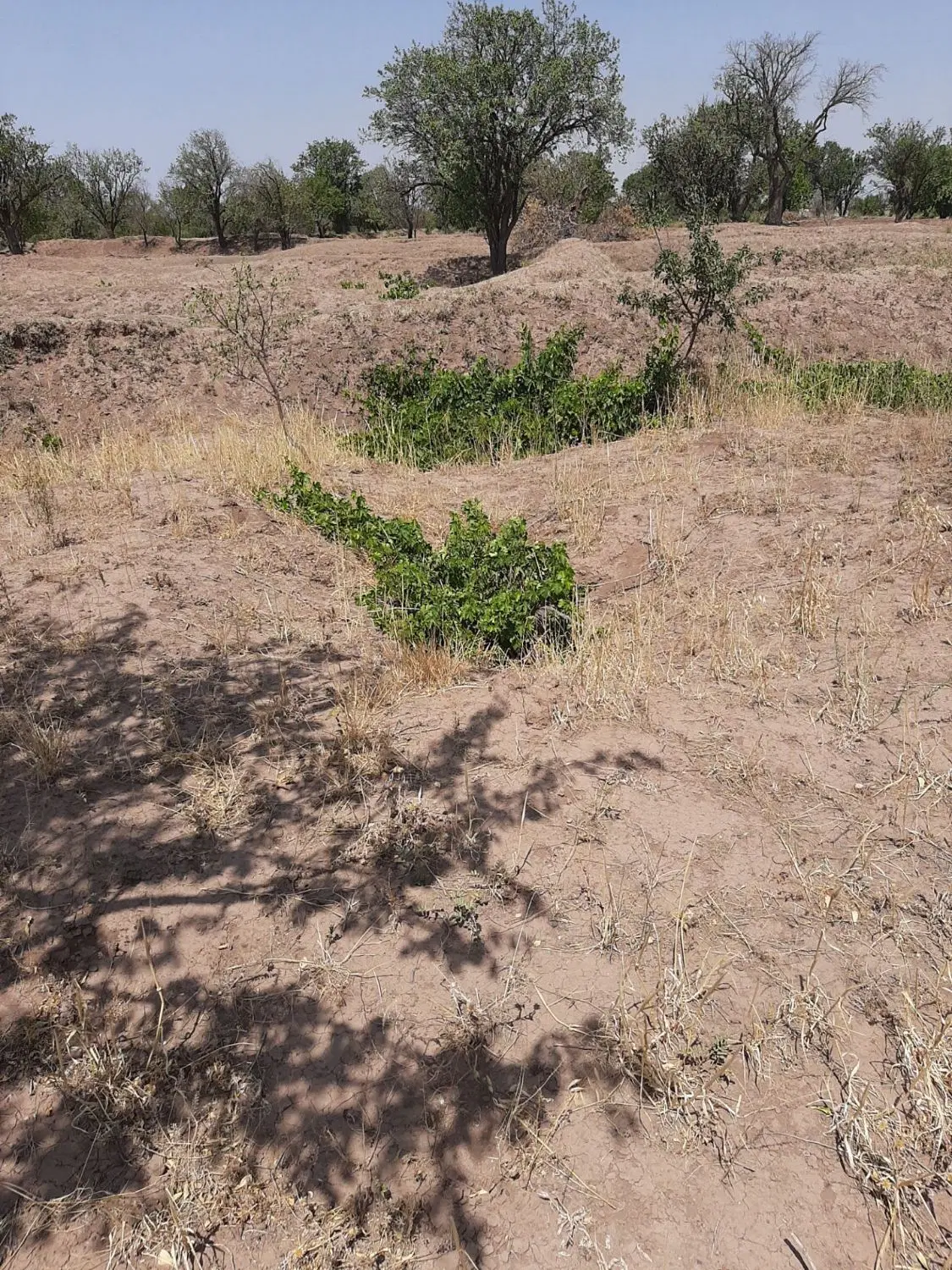 باغ سنتی انگور