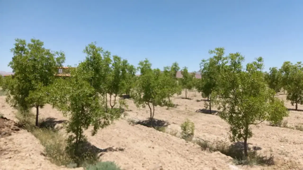 باغ تقاب معصوم آباد