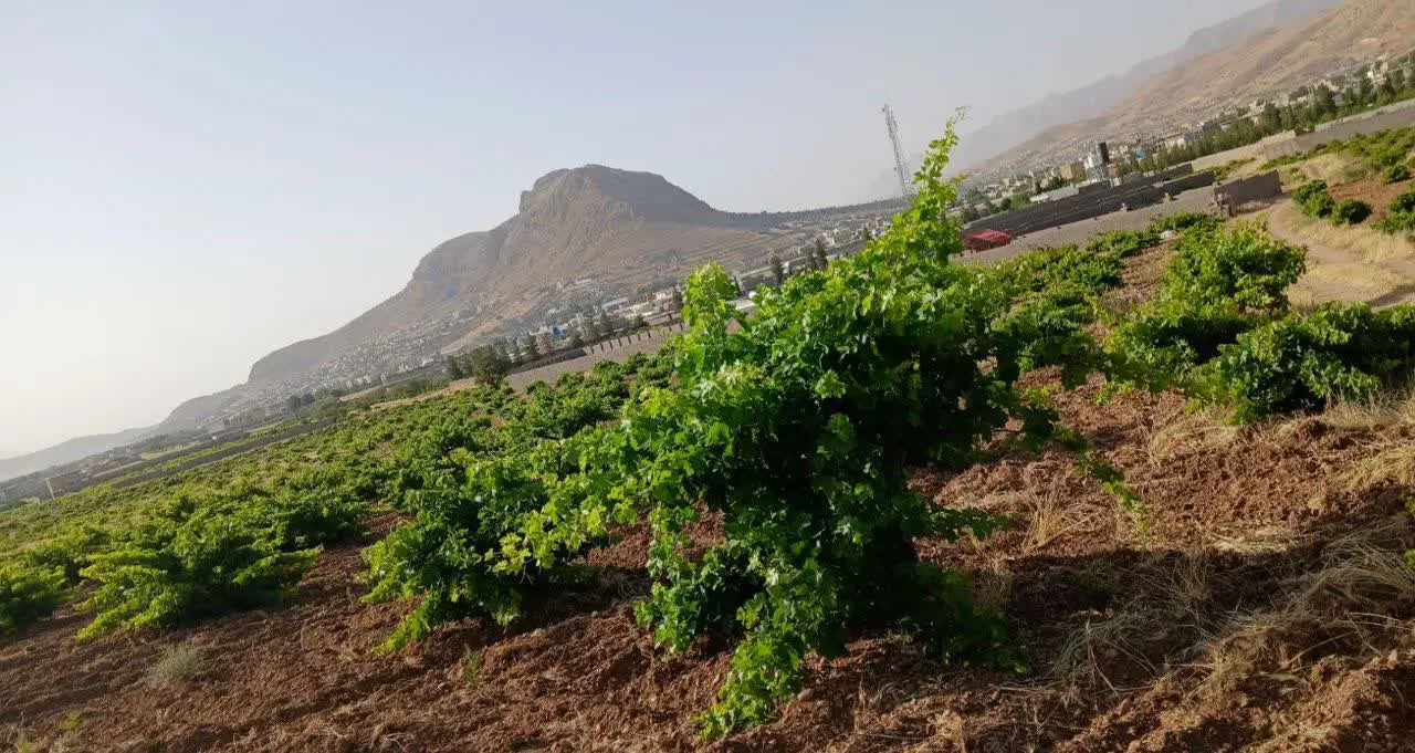 تهاتر ۲۱۰۰ متر باغ انگوری با ماشین
