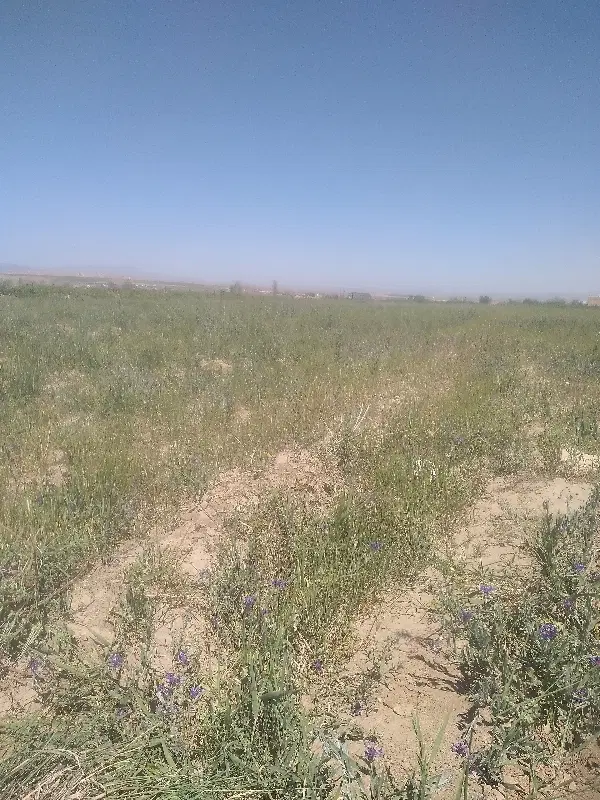 اجاره زمین برای کشت خیار