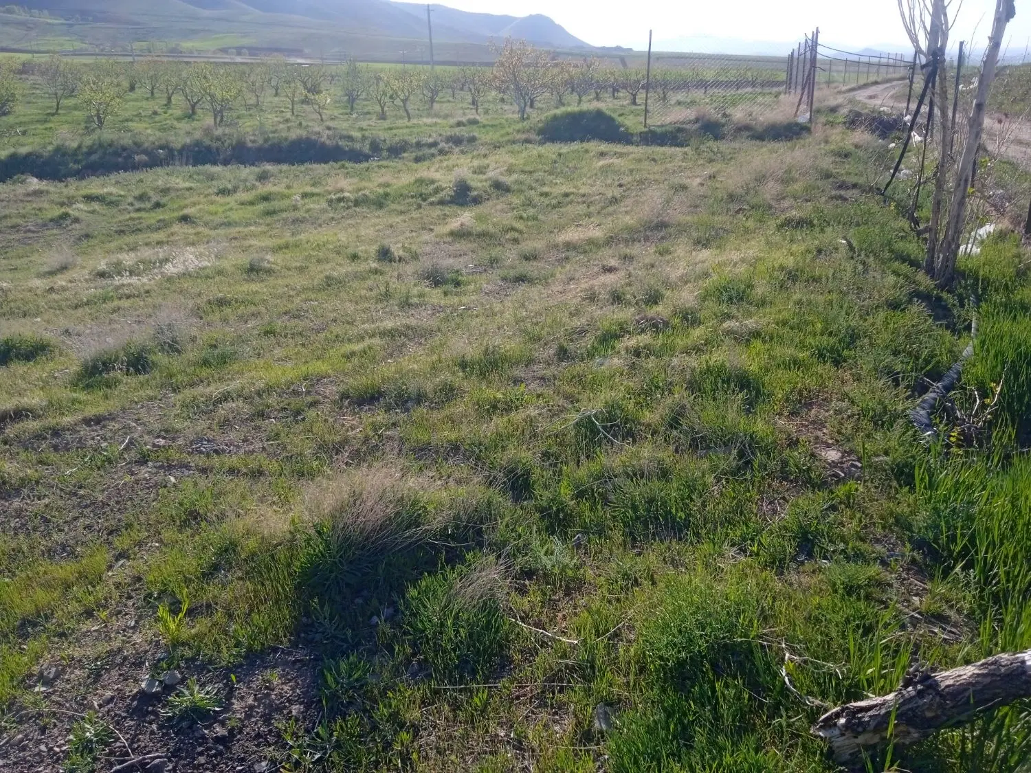 زمین مسکونی داخل محدوده روستای زنگل اباد ۷۰۰متر