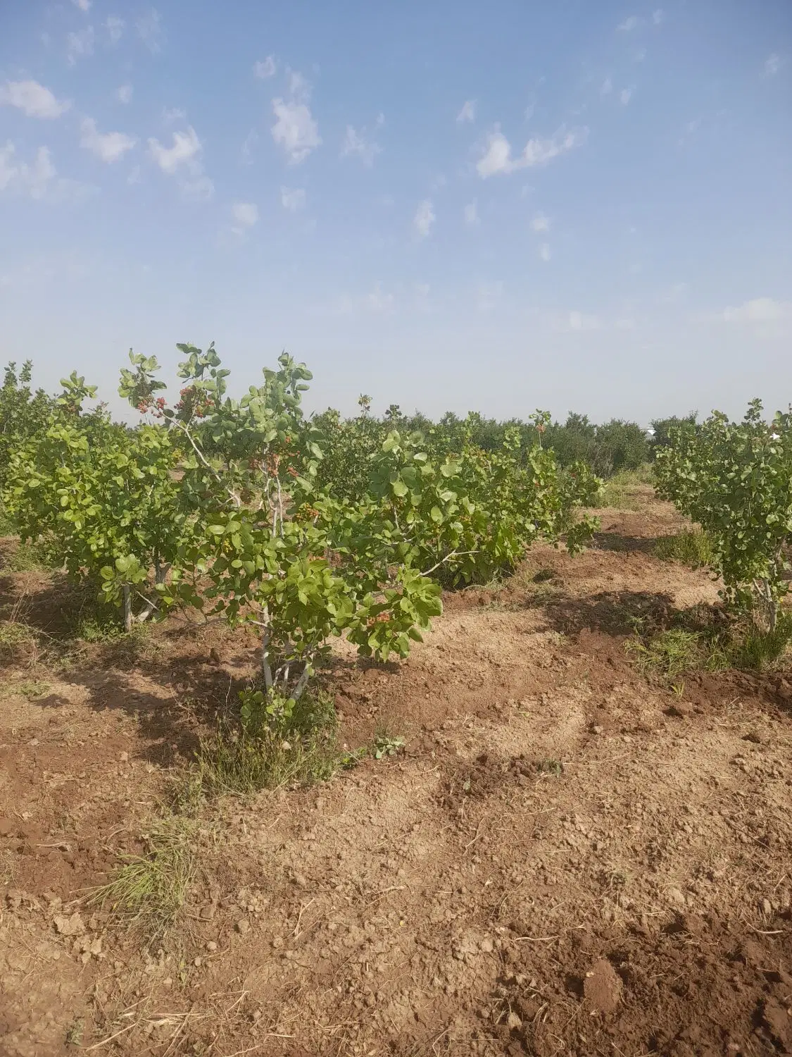 فروش باغ بادرختان چندساله مثمر