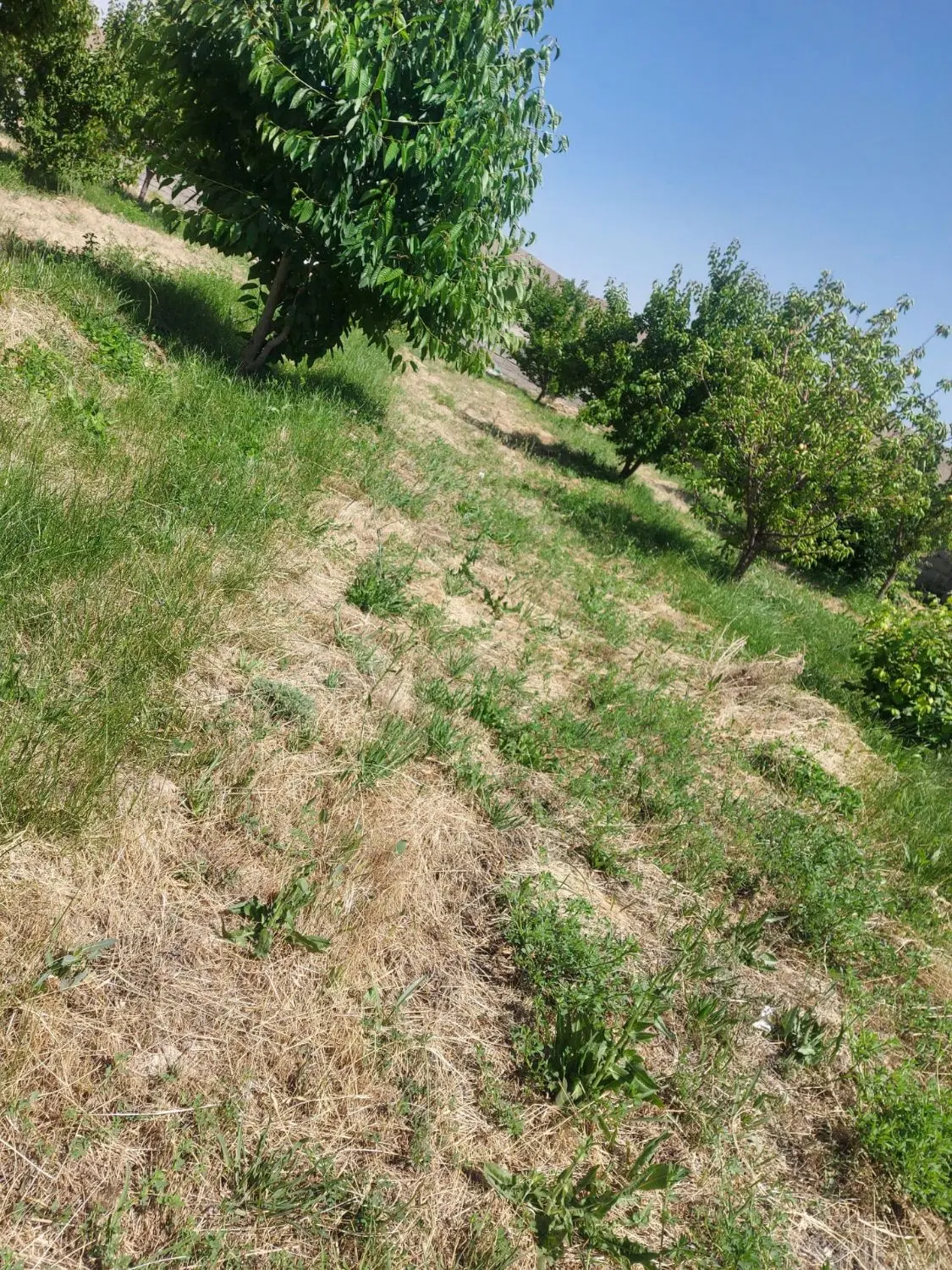 باغ وزمین ویلایی