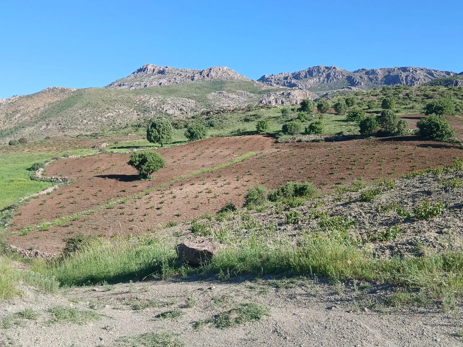 باغ انگور سیاه درجه یک مثمر 8 ساله