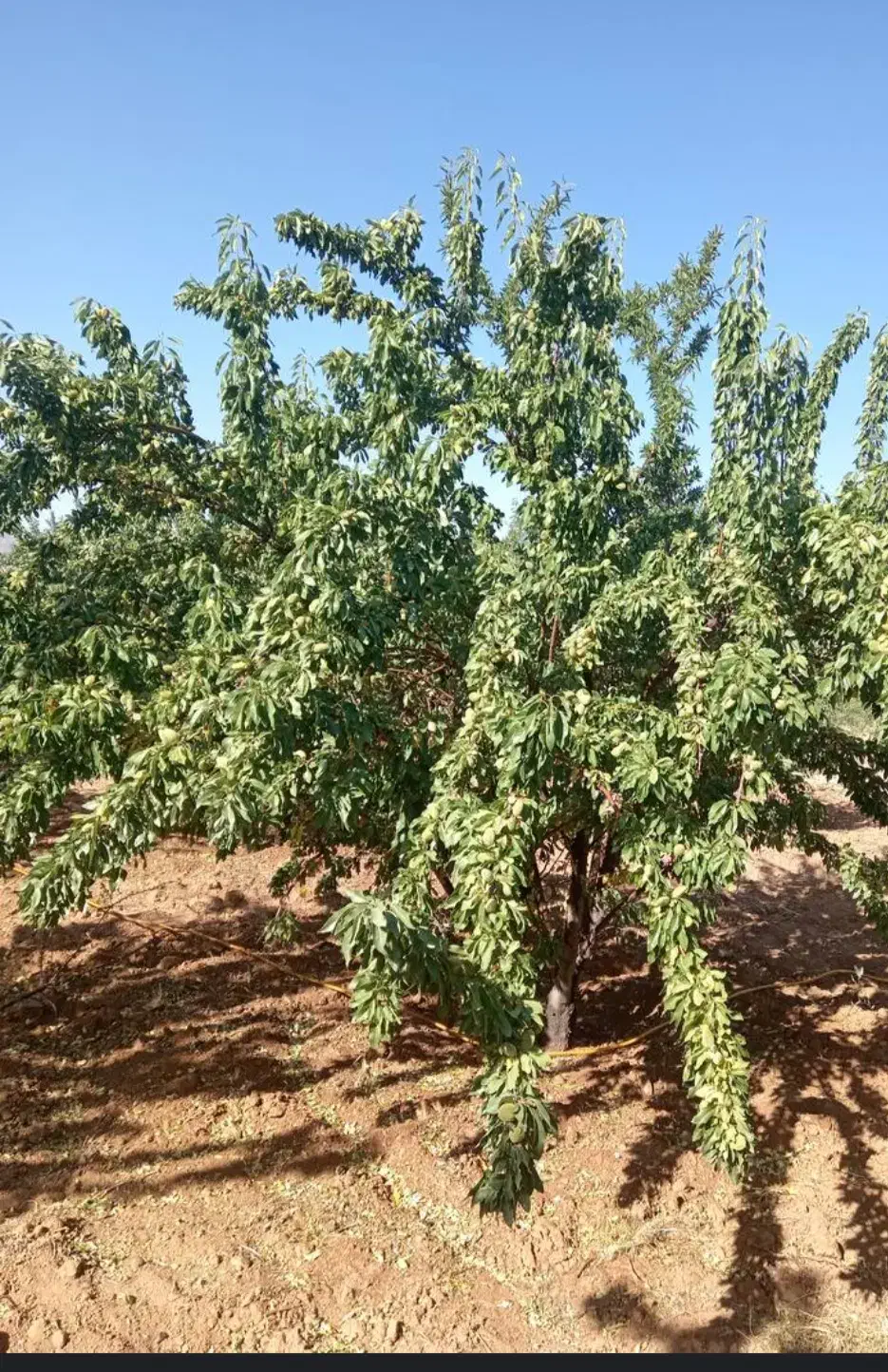فروش زمین کشاورزی