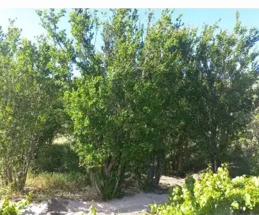 باغ انار روستای رازقند معاوضه با پراید