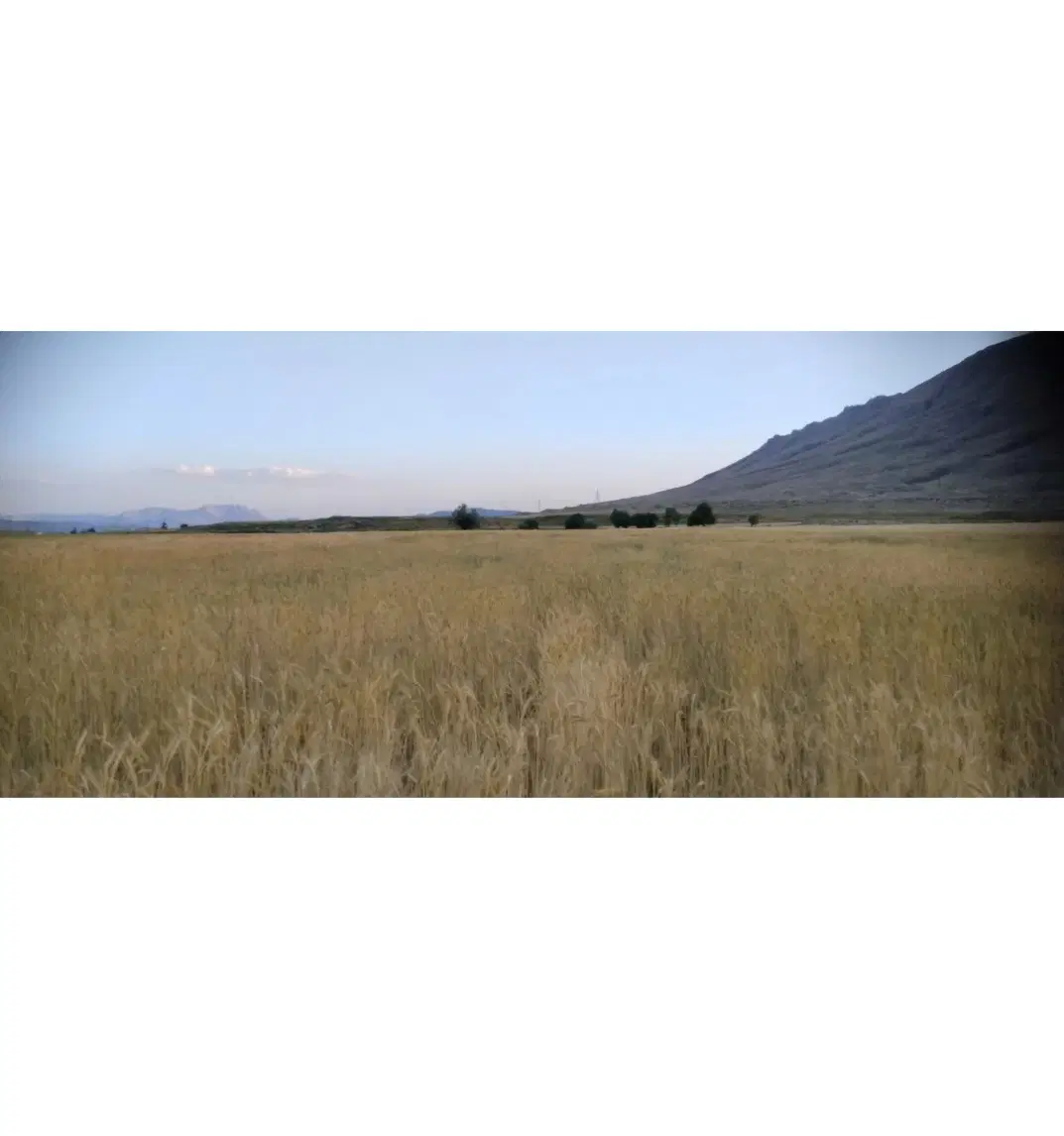 فروش ۴هزارمتر زمین آبی کشاورزی در روستا چنارمحمودی