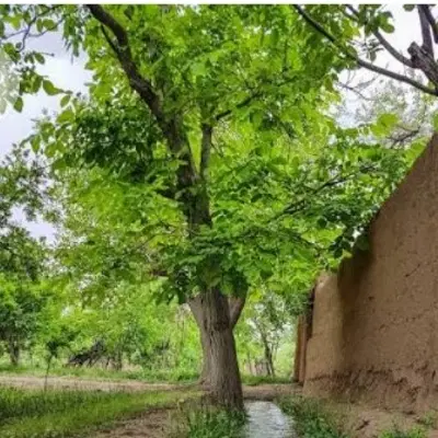 باغ خداقلی اول جاده سلامت