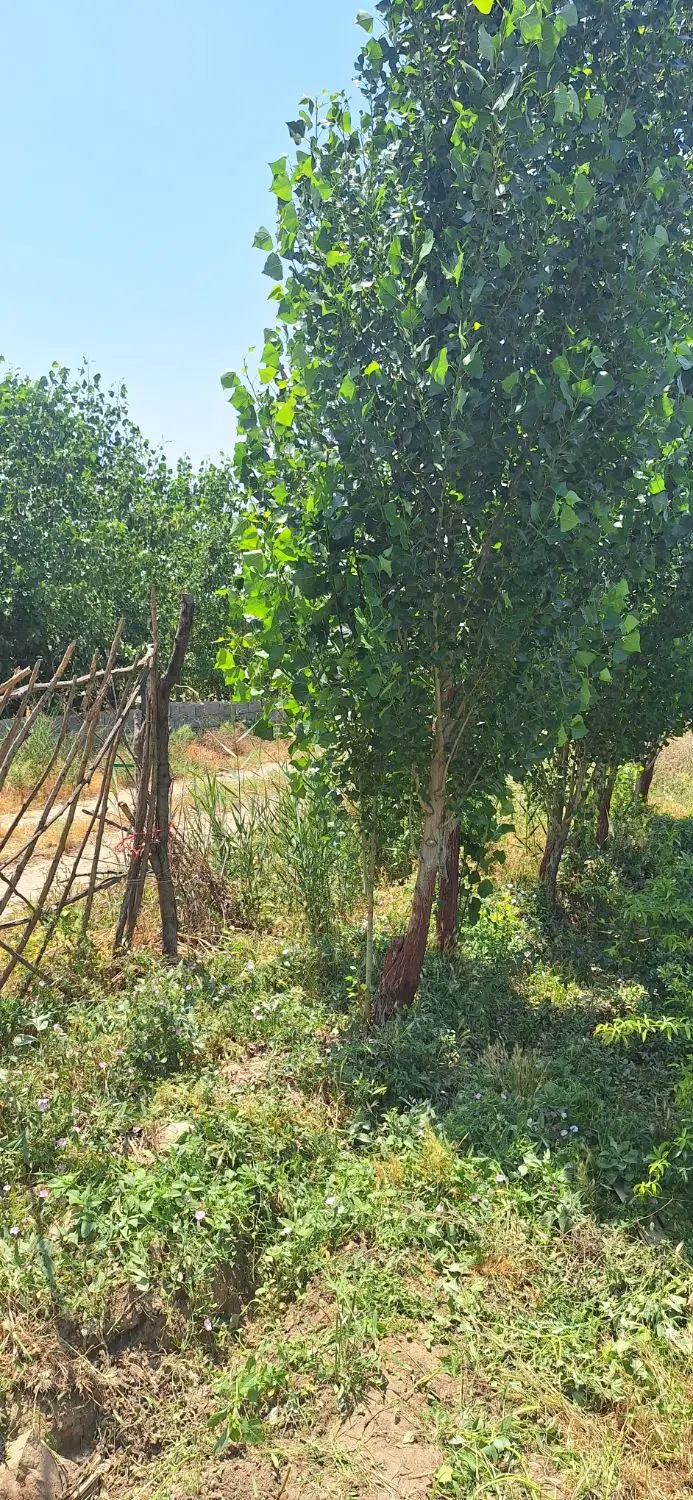 باغ۵۰۰ متری پیشک ۲ دو خ خانم عطایی معاوضه خودرو