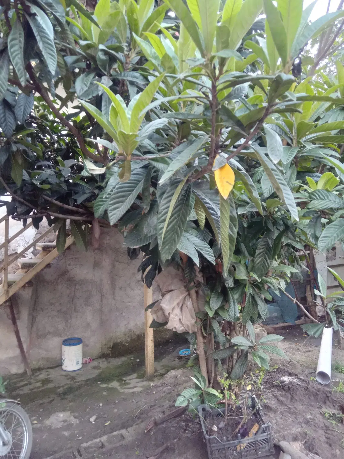 خانه ویلایی حیاط دار