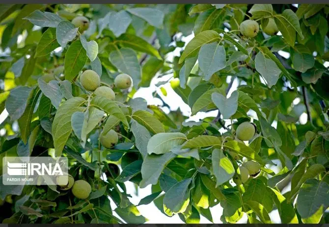 فروش باغ گردو و زردآلو و...