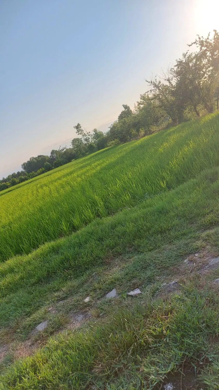 زمین ۵۰۰ متری در رشت فخب