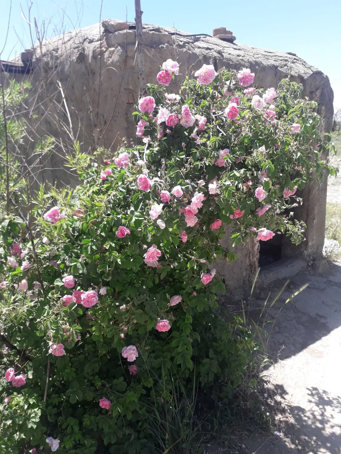 باغچه گرمابسرد