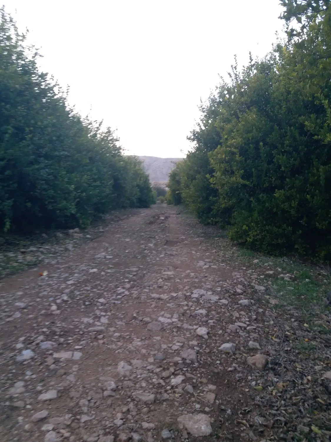 یک قطعه باغ گچساران کلاغ نشین