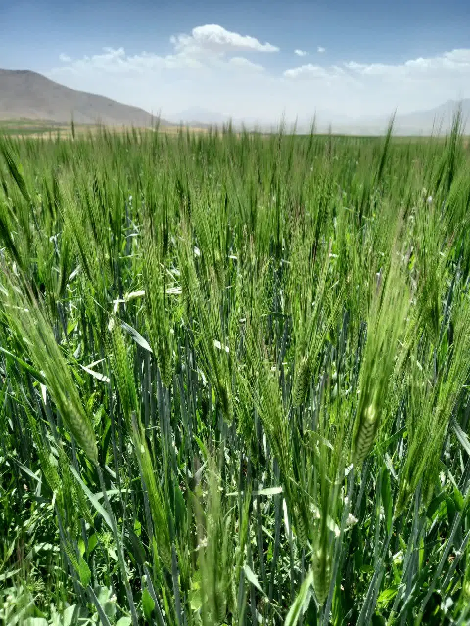 فروش زمین کشاورزی