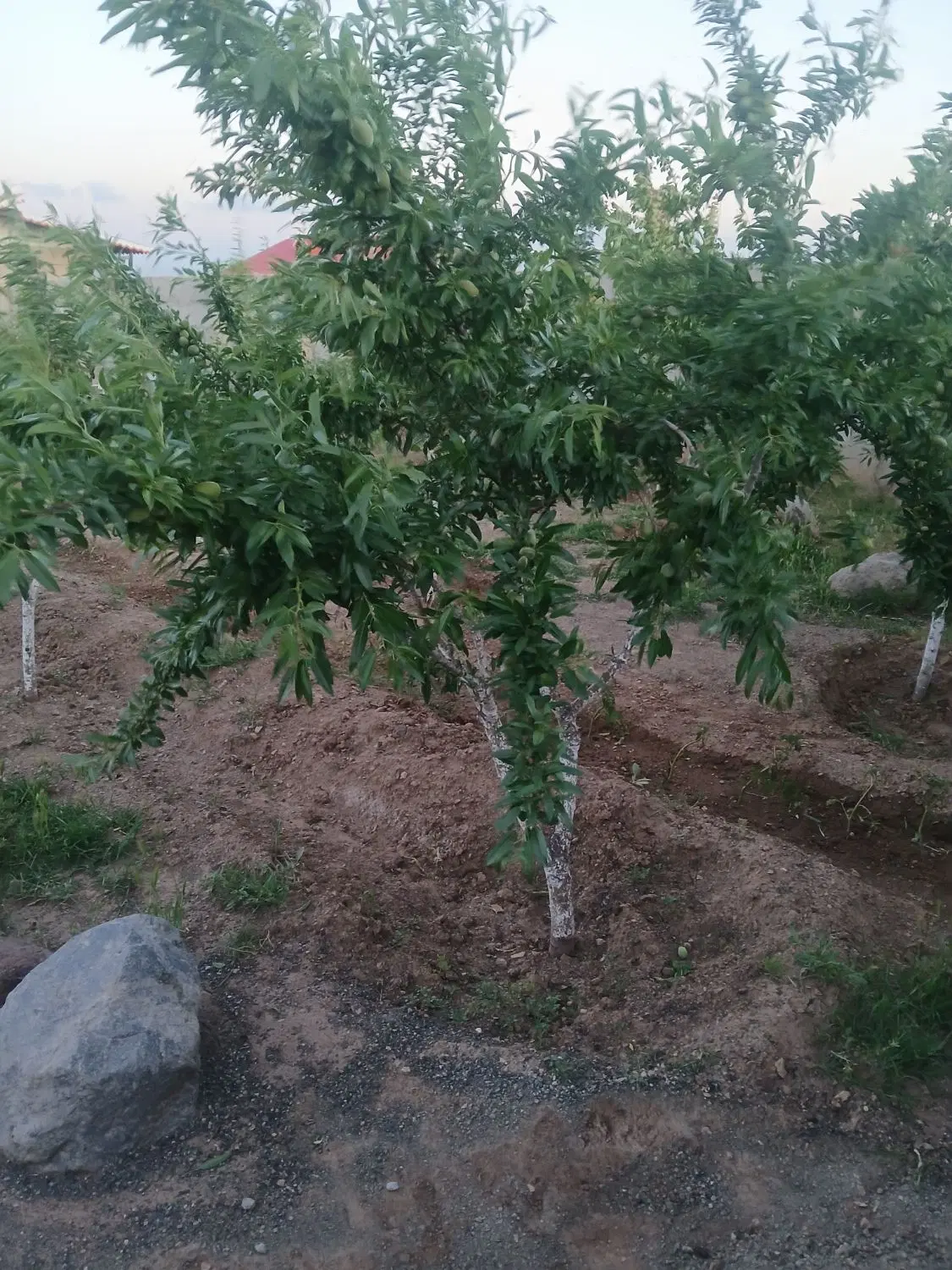 یک باب باغ ۷۵۰متری