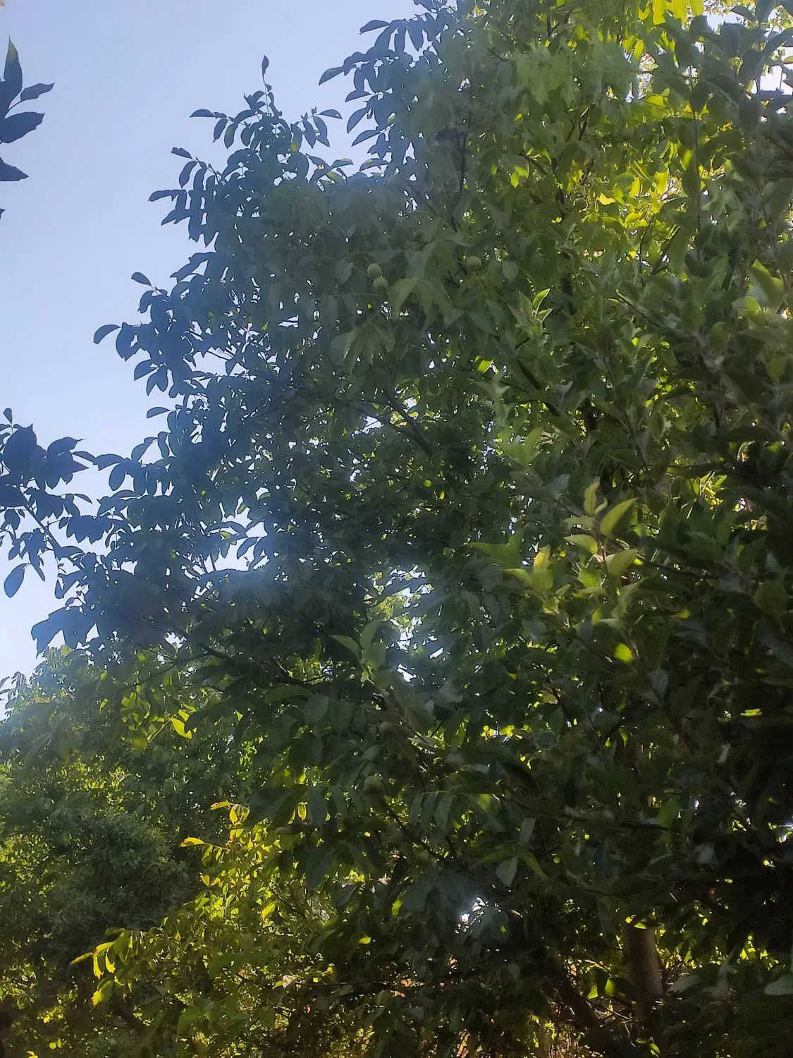 اجاره گردو