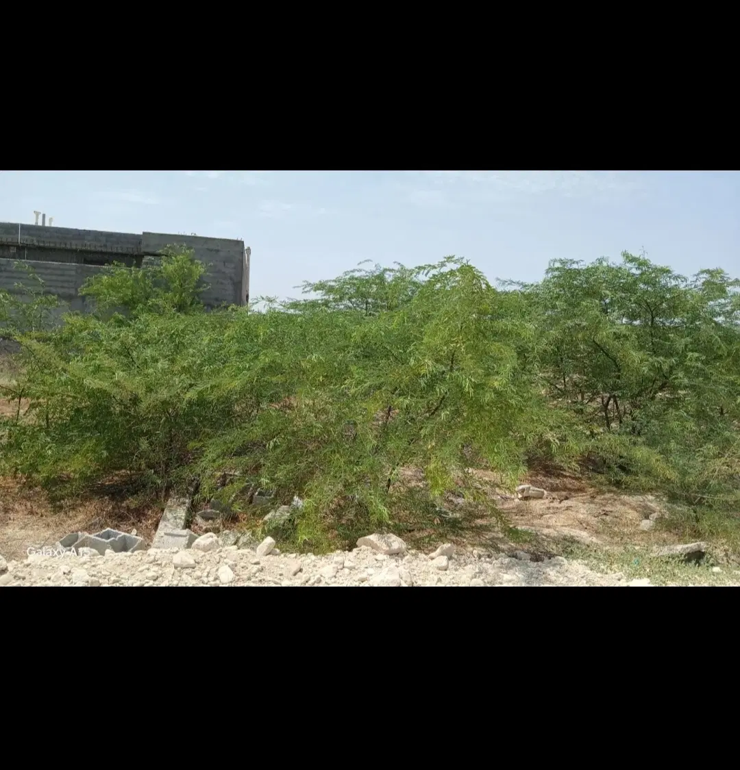 زمین مسکونی