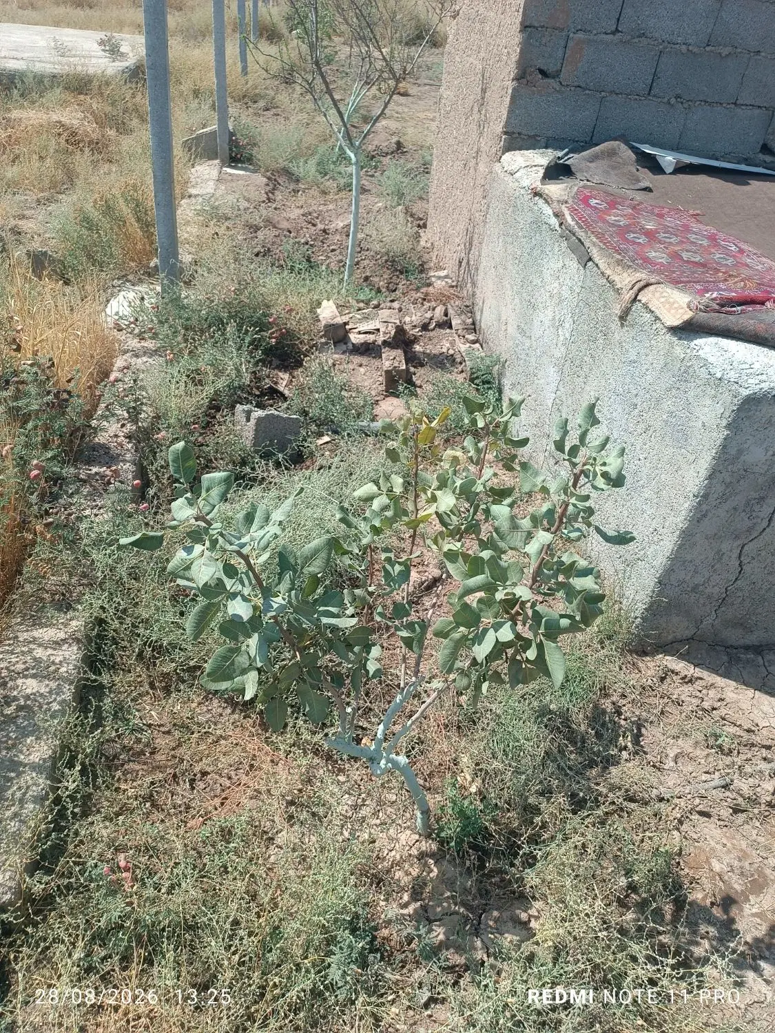 باغ درنظرابادصالحیه‌کوچه‌درختی