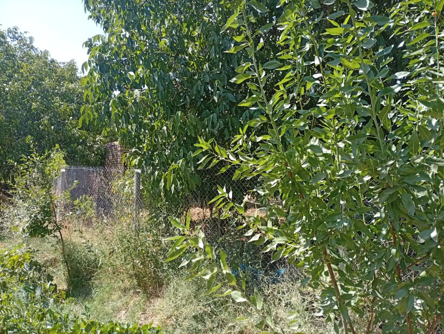 باغ میوه