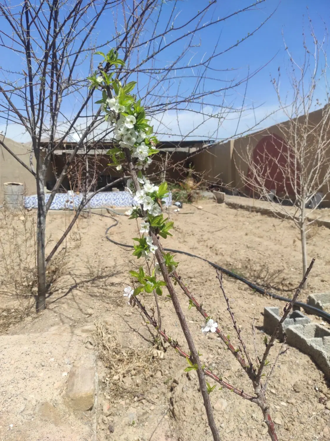 باغ چهار دیواری