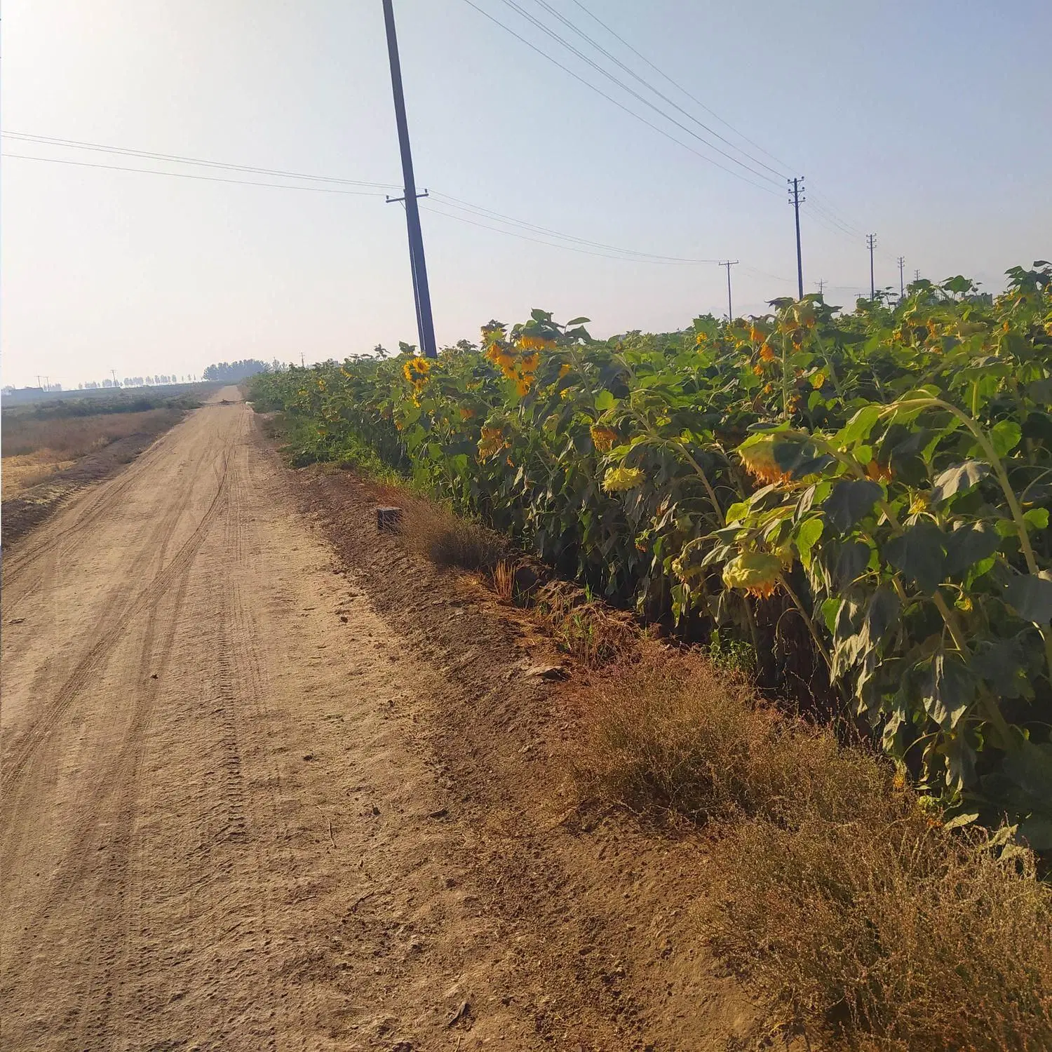 14هزار زمین کشاورزی شاهزاده حسن متری 650 تومان