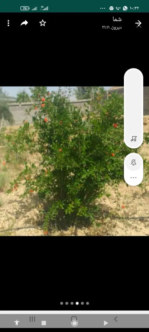 کوچک