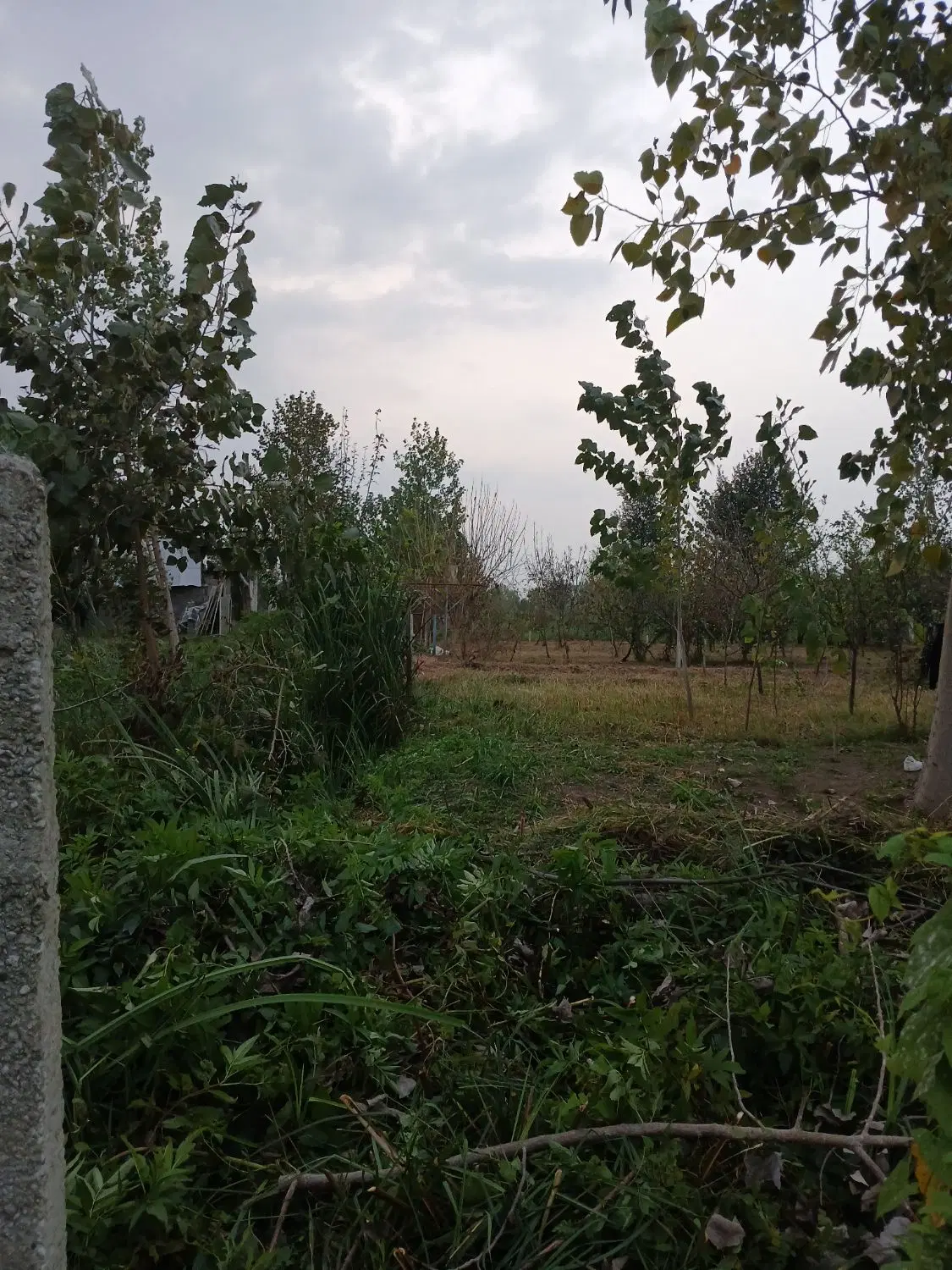 زمین باغی ۳۰۰متر سنگر کوچه دانا