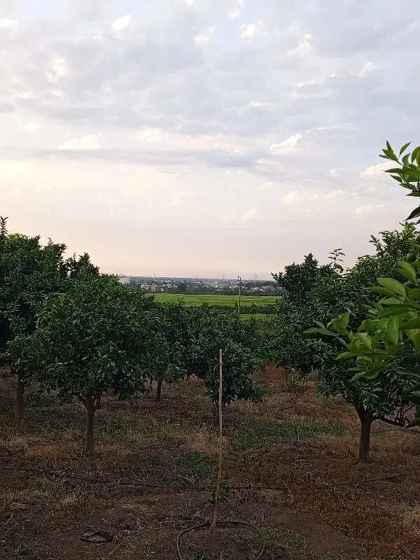 زمین کشاورزی