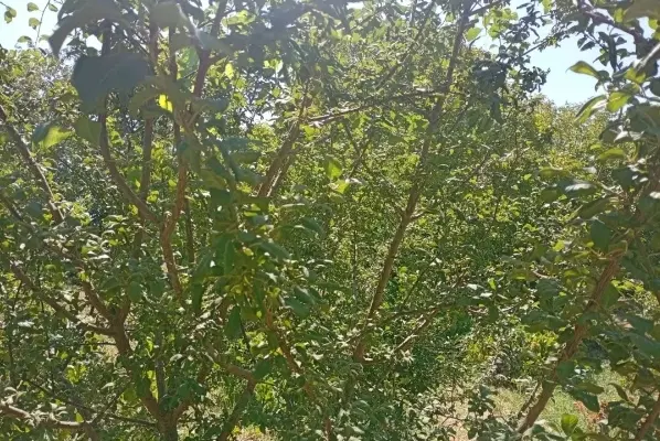 فروش زمین باغی 430متری