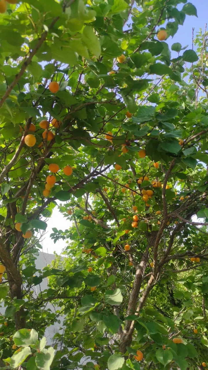 فروش زمین باغچه_گلها_شمس اباد