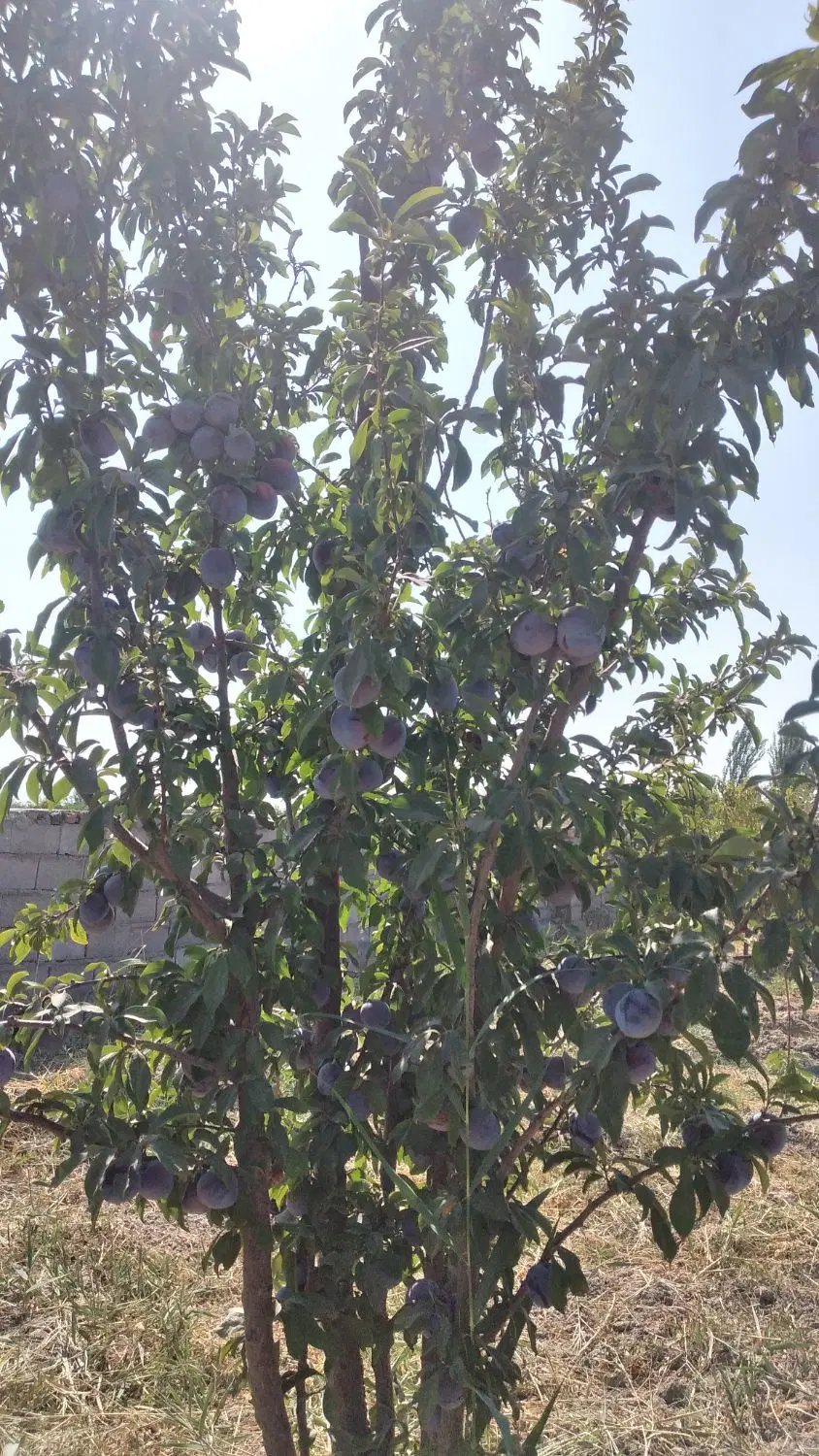 ویلا باغ