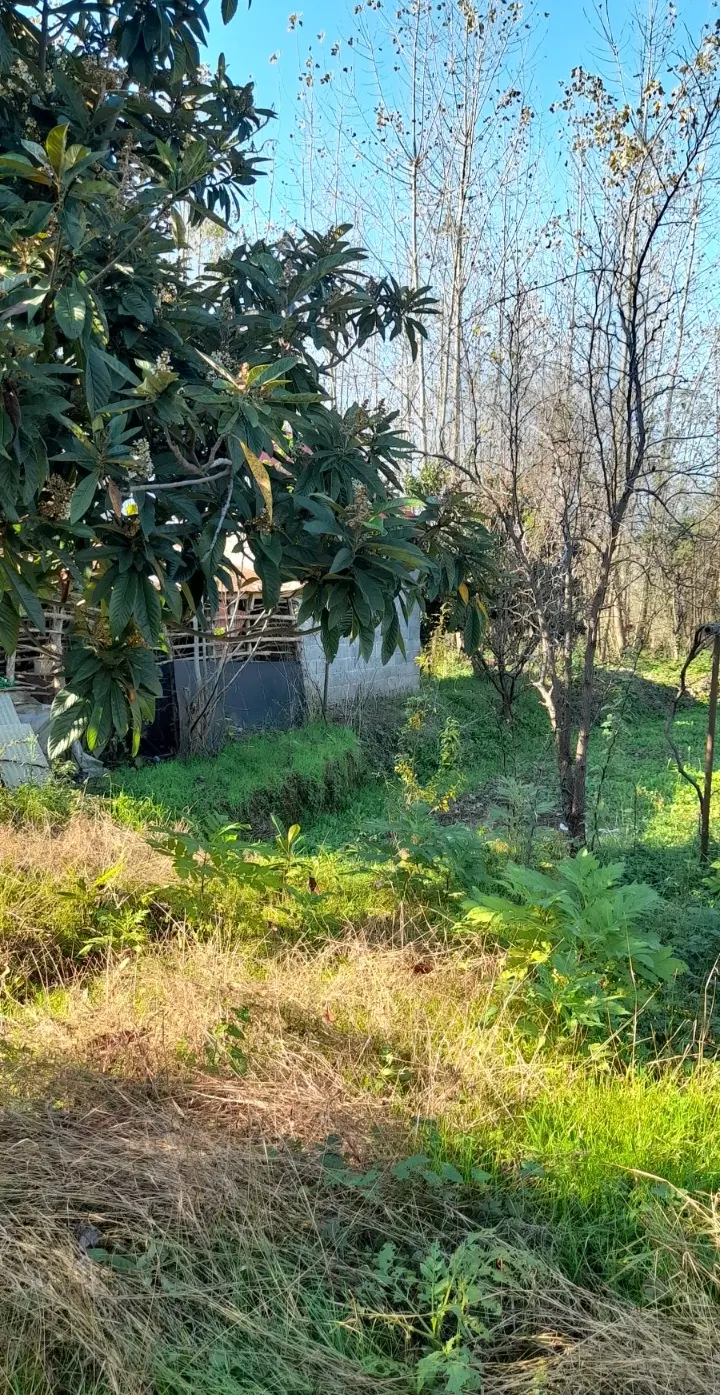 زمین باغی
