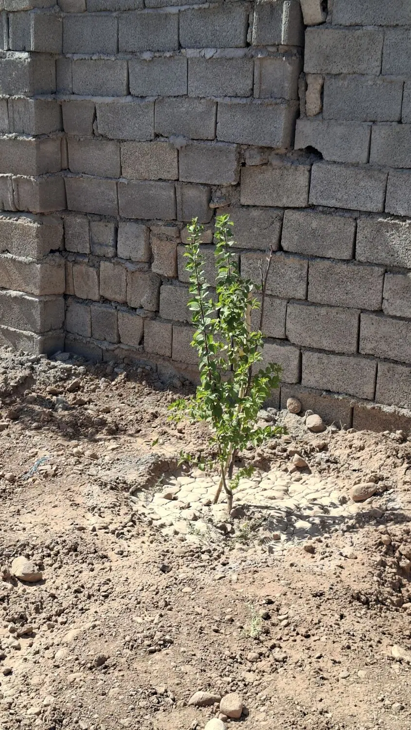 زمین کوهپایه