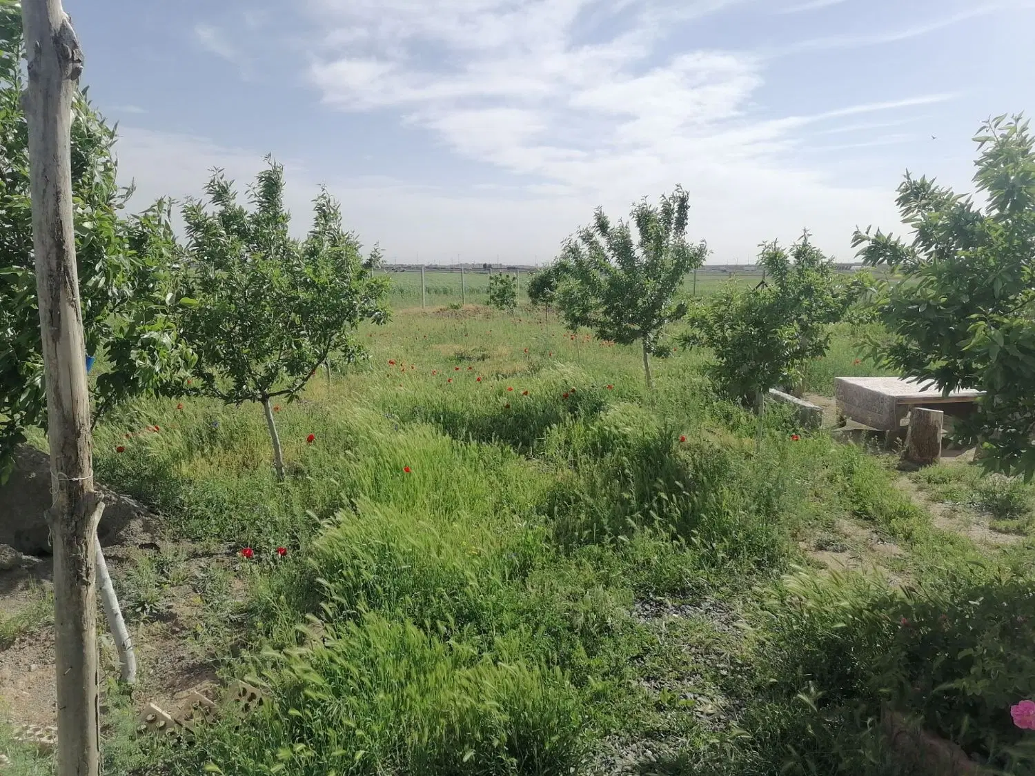 باغ در حمید اباد کورانه